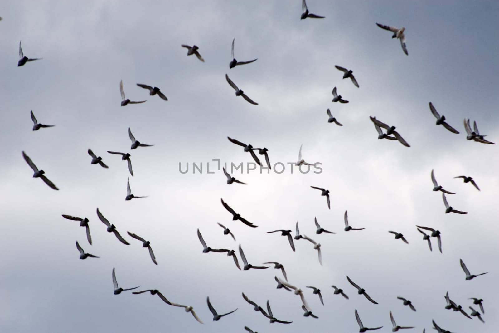 Flock of birds in front of clouds