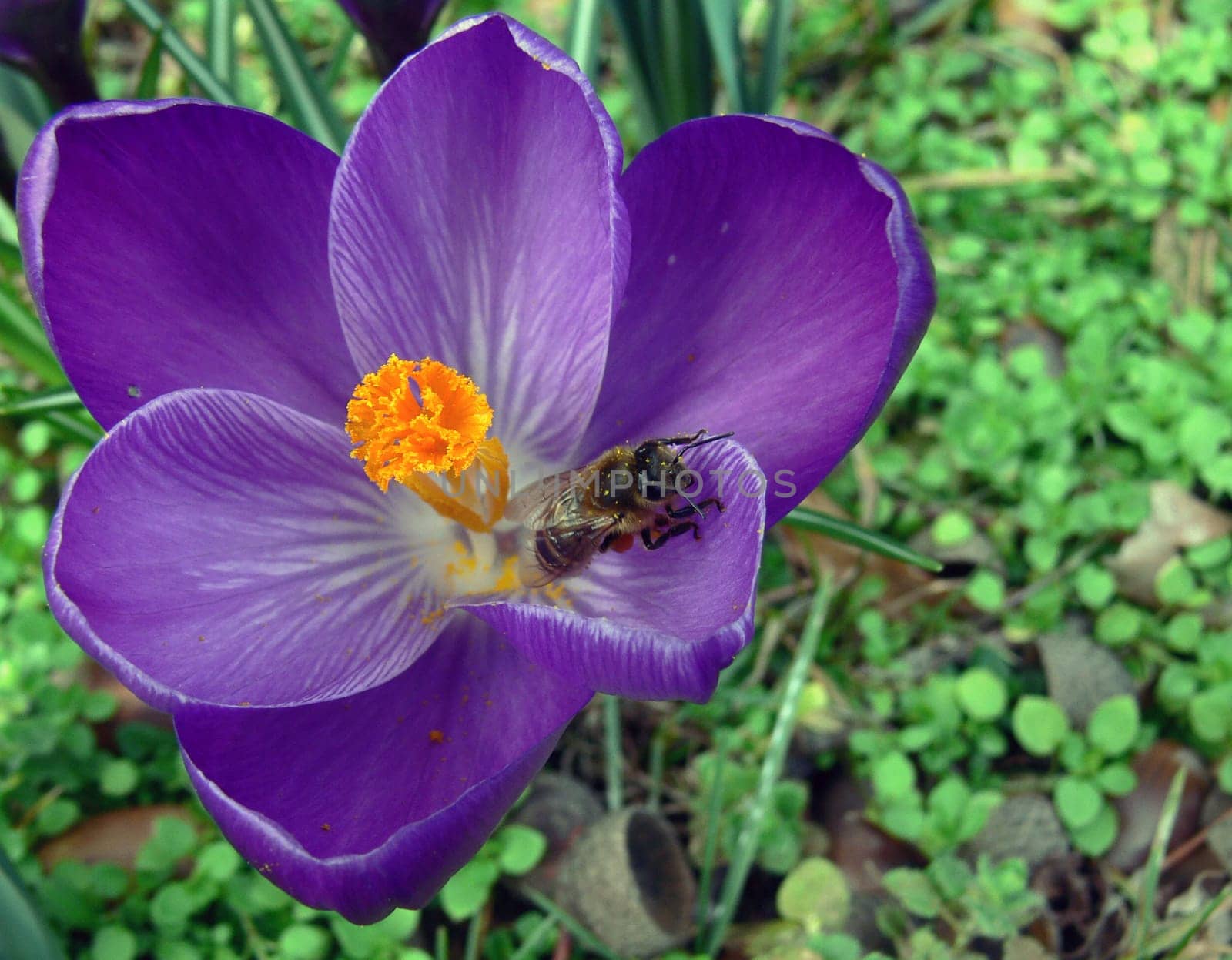 Worker bee