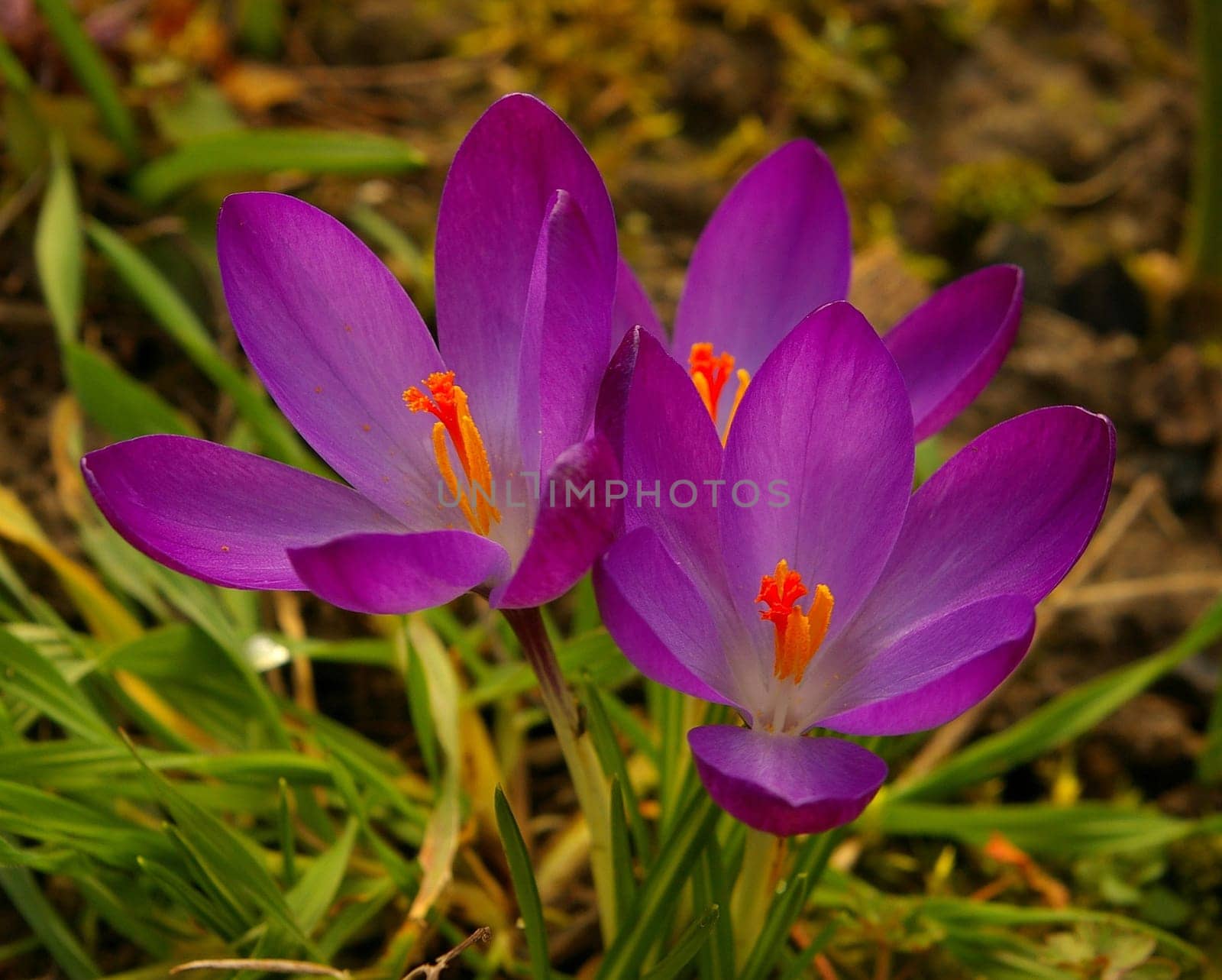 Crocuses