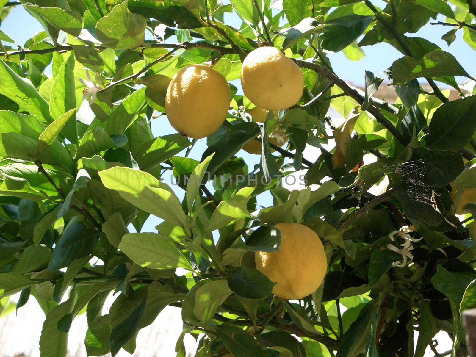 Lemon