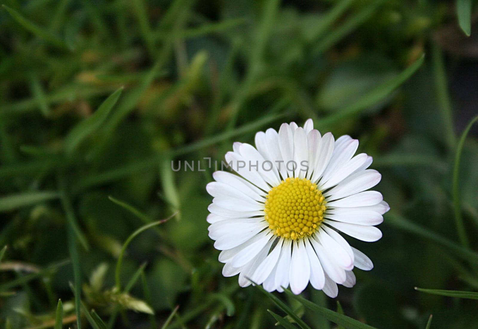 Bellis