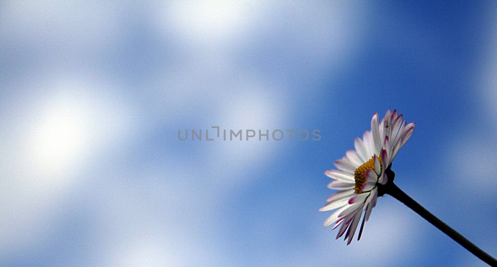 Daisy