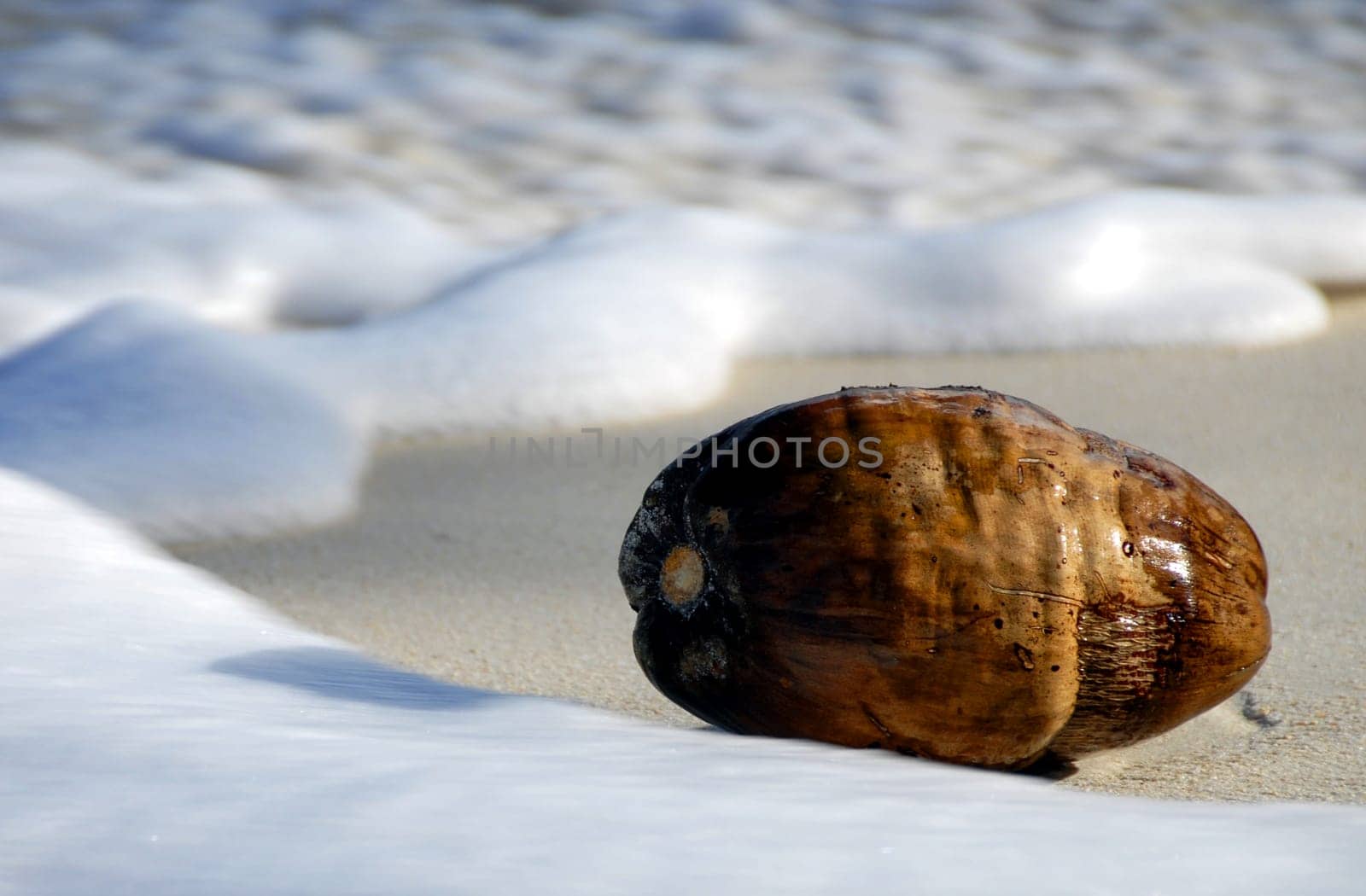 Floating seeds such as the coconut use the water to spread. Here in the Seychelles,coconuts still provide food for humans,but they also serve as bait for fishing,for example. It offers about 100 different uses