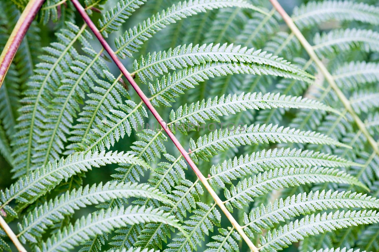 Fern leaves