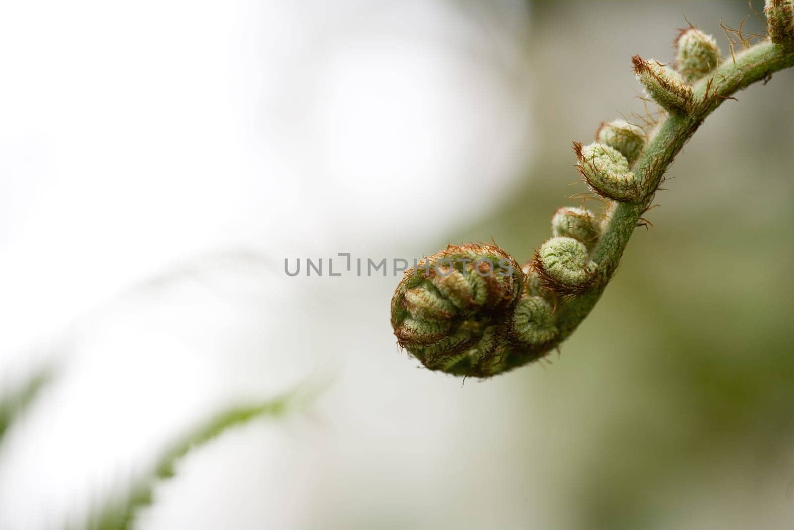 Still curled fern leaf