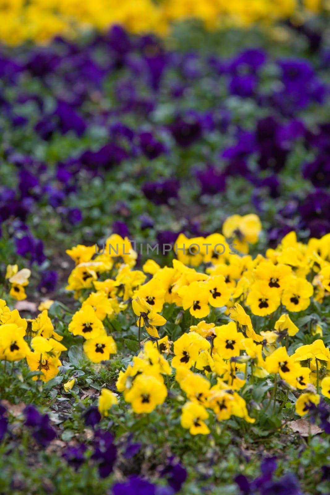 Violets in spring
