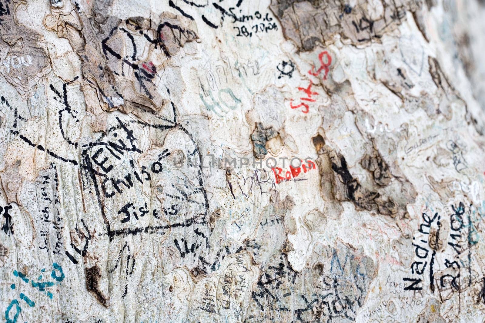 Tree and graffitti