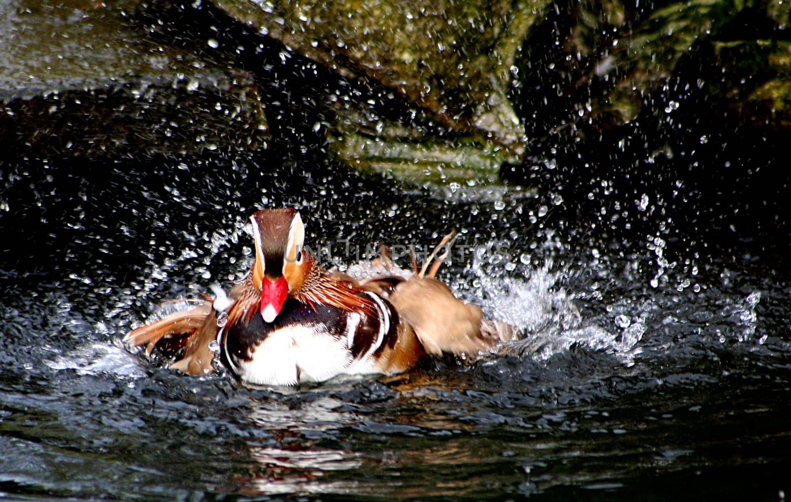 Bathing
