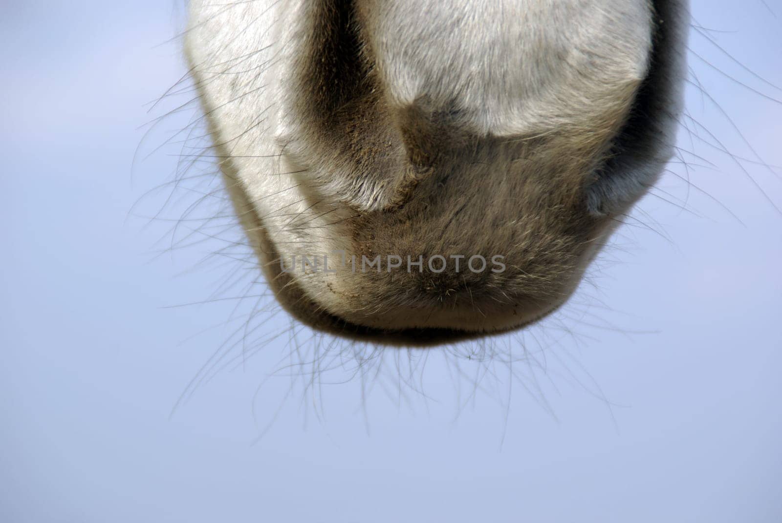 * warm,sandy nostrils ...