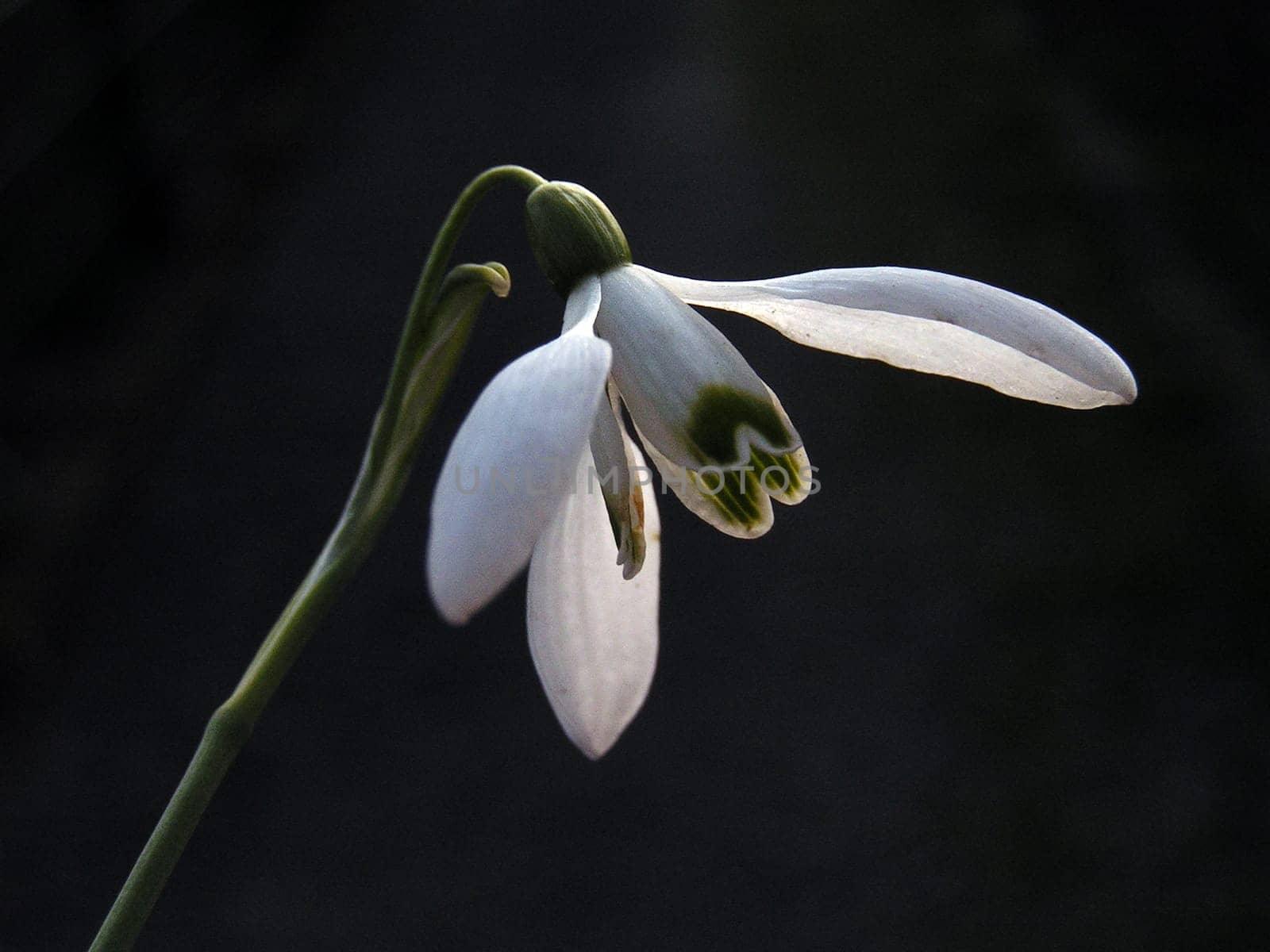 Snowdrops in the evening
