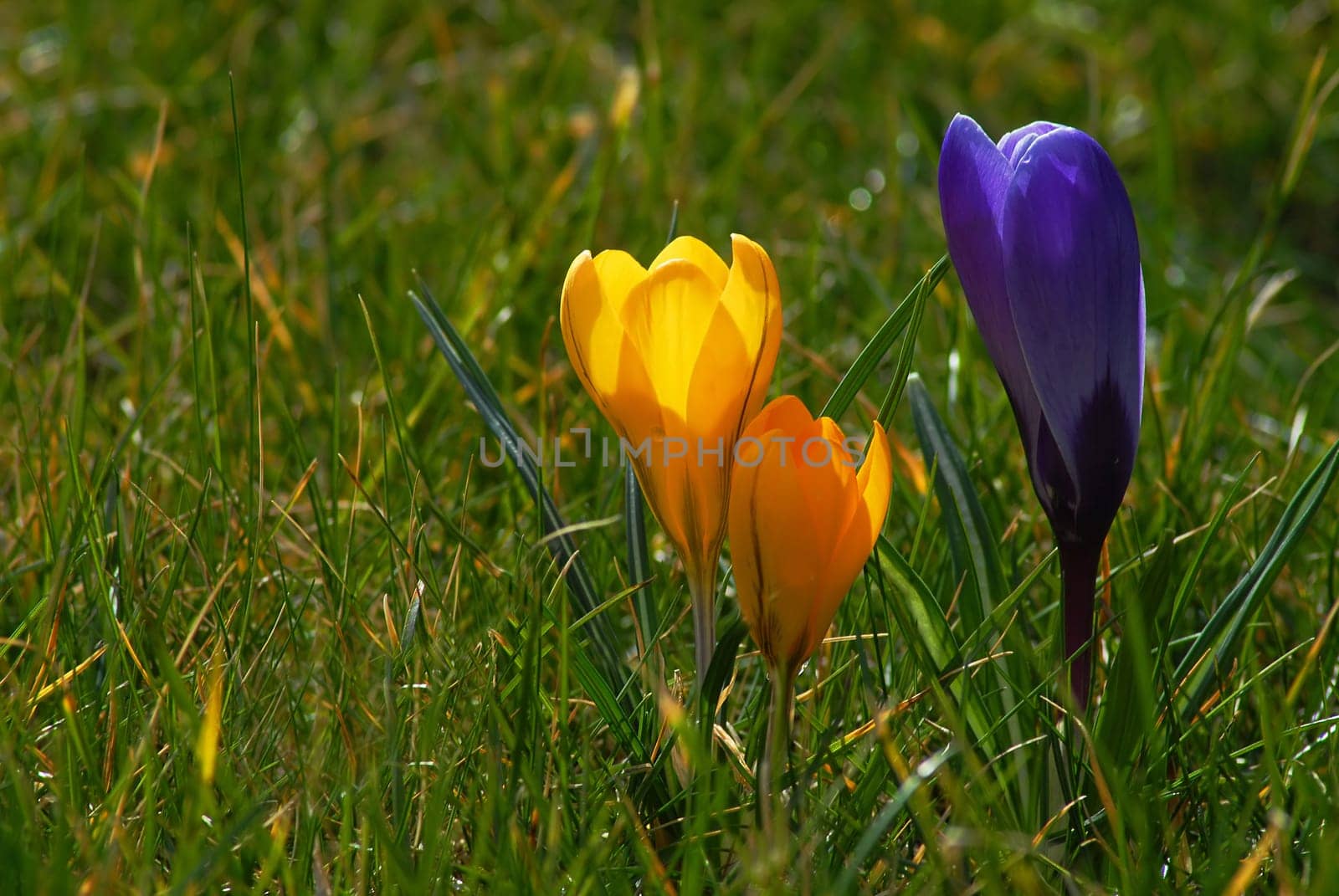 I know........ there are already enough crocuses here.....! But since I didn't find anything else,I wanted to wish you a nice weekend! :-)