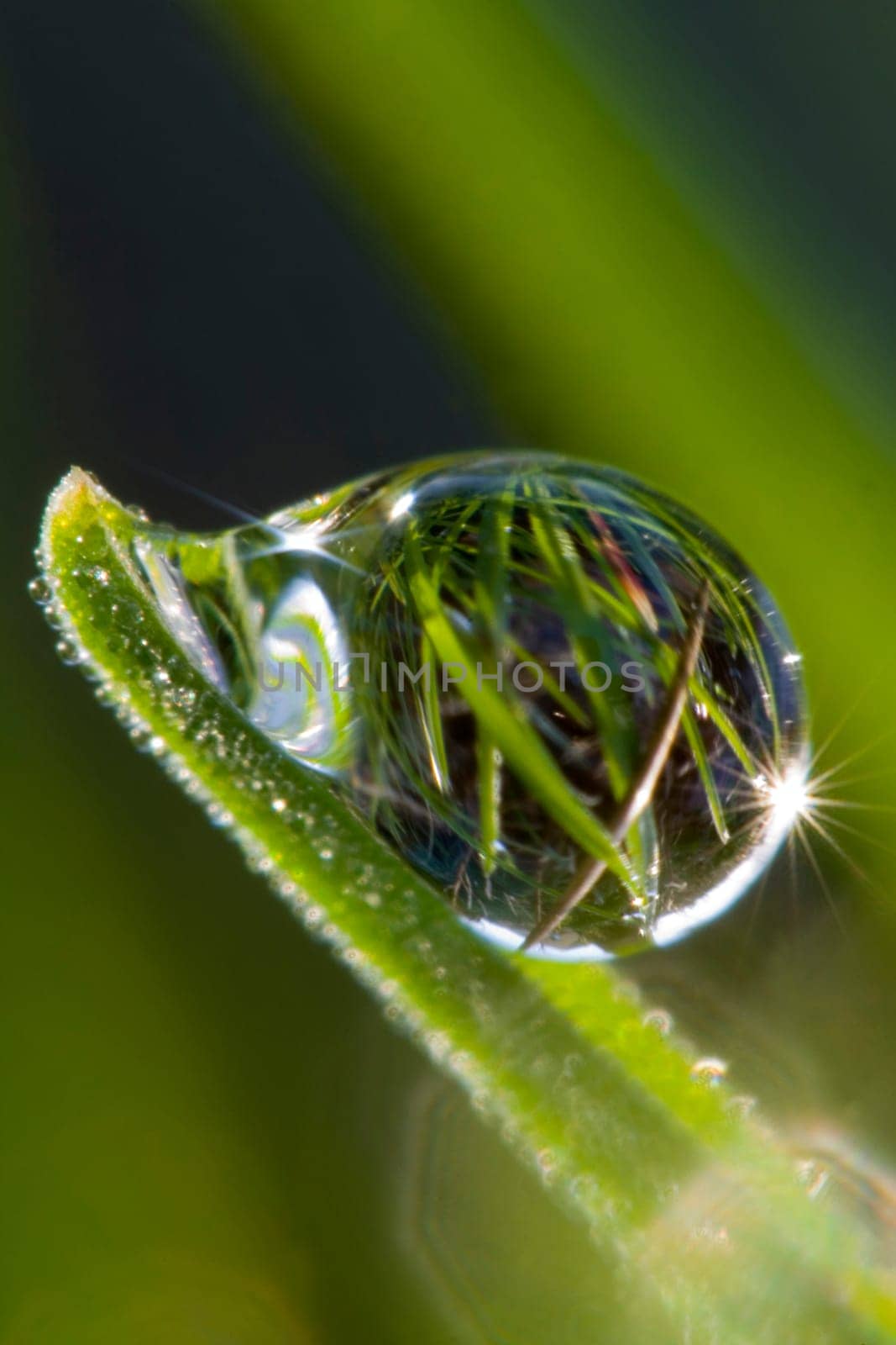 Dewdrop Macro