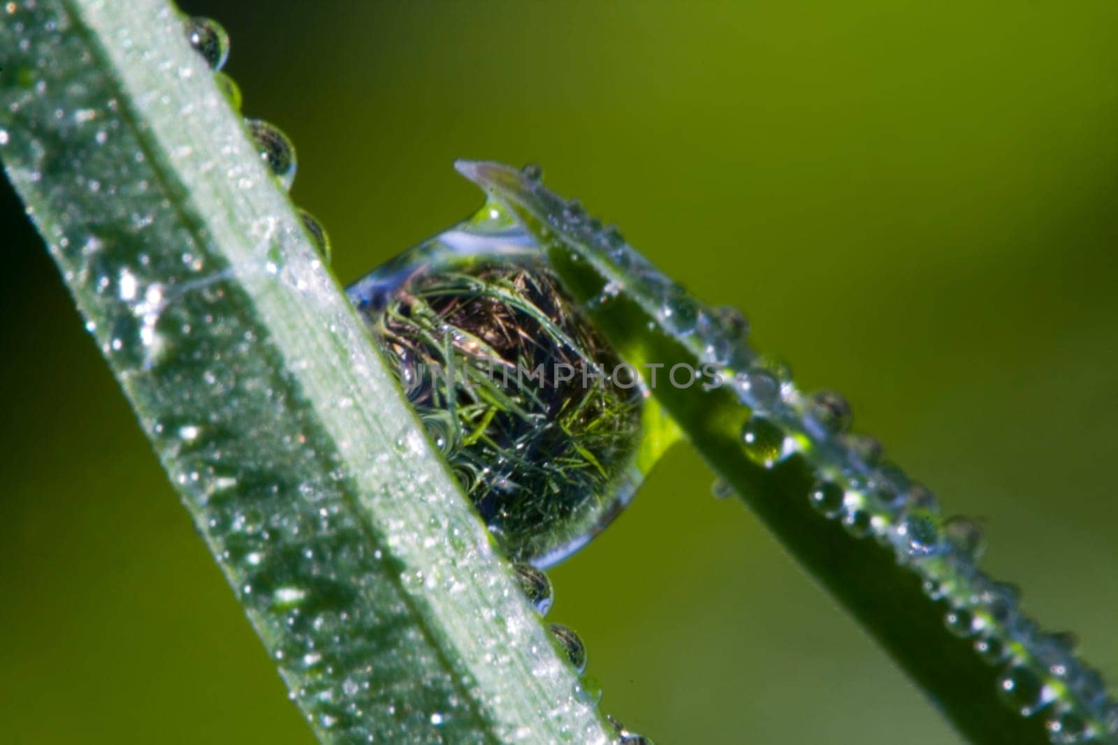 Dewdrop Macro