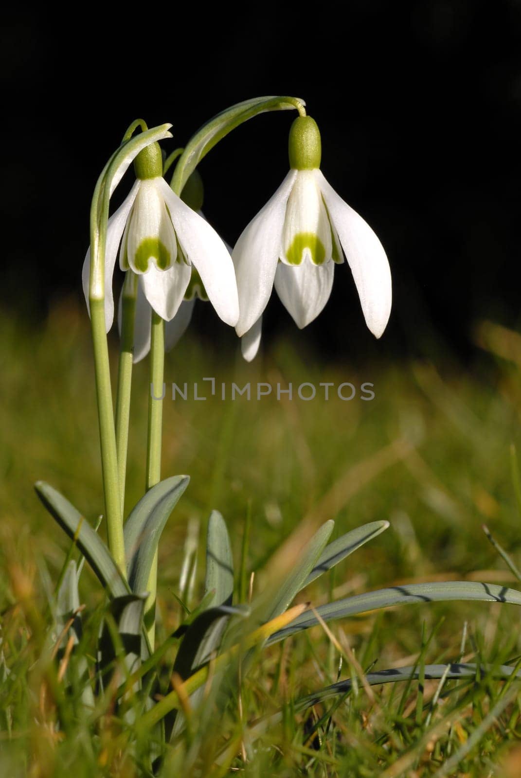 Snowdrop II