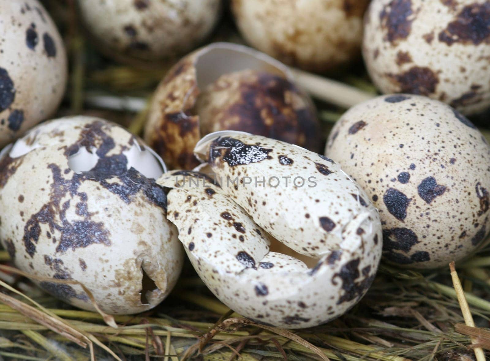 QuailEggs...