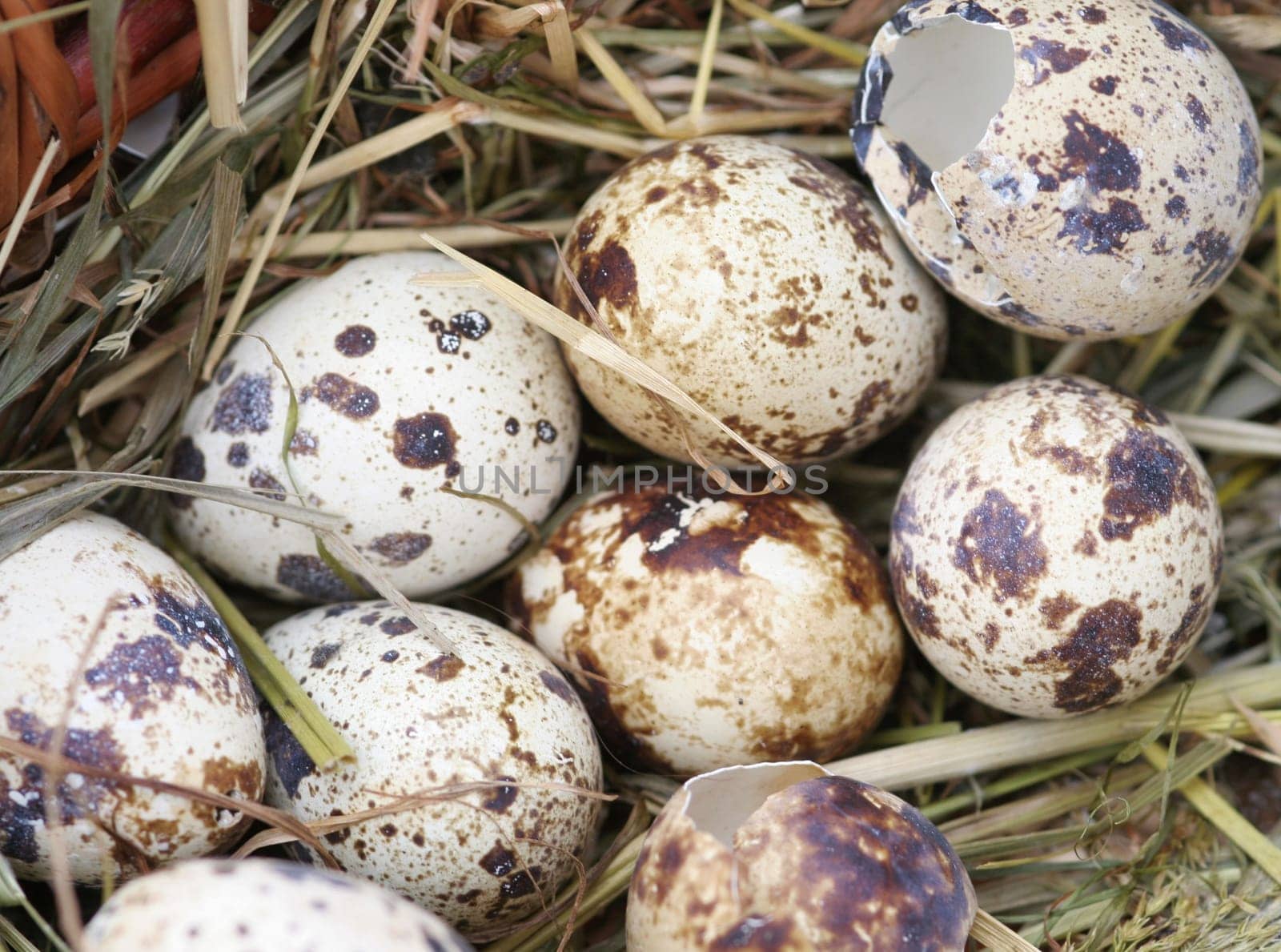 QuailEggs...