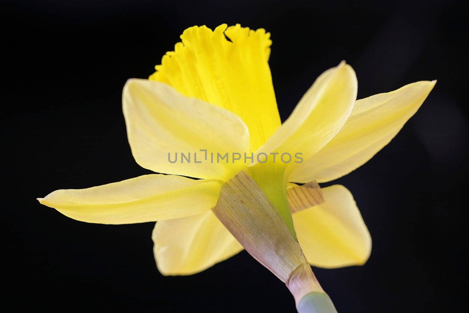 Narcissus III