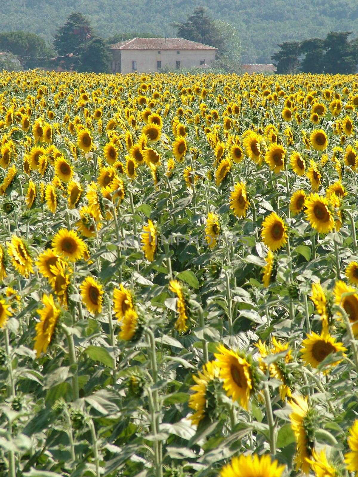 Sunflower field in Tuscany