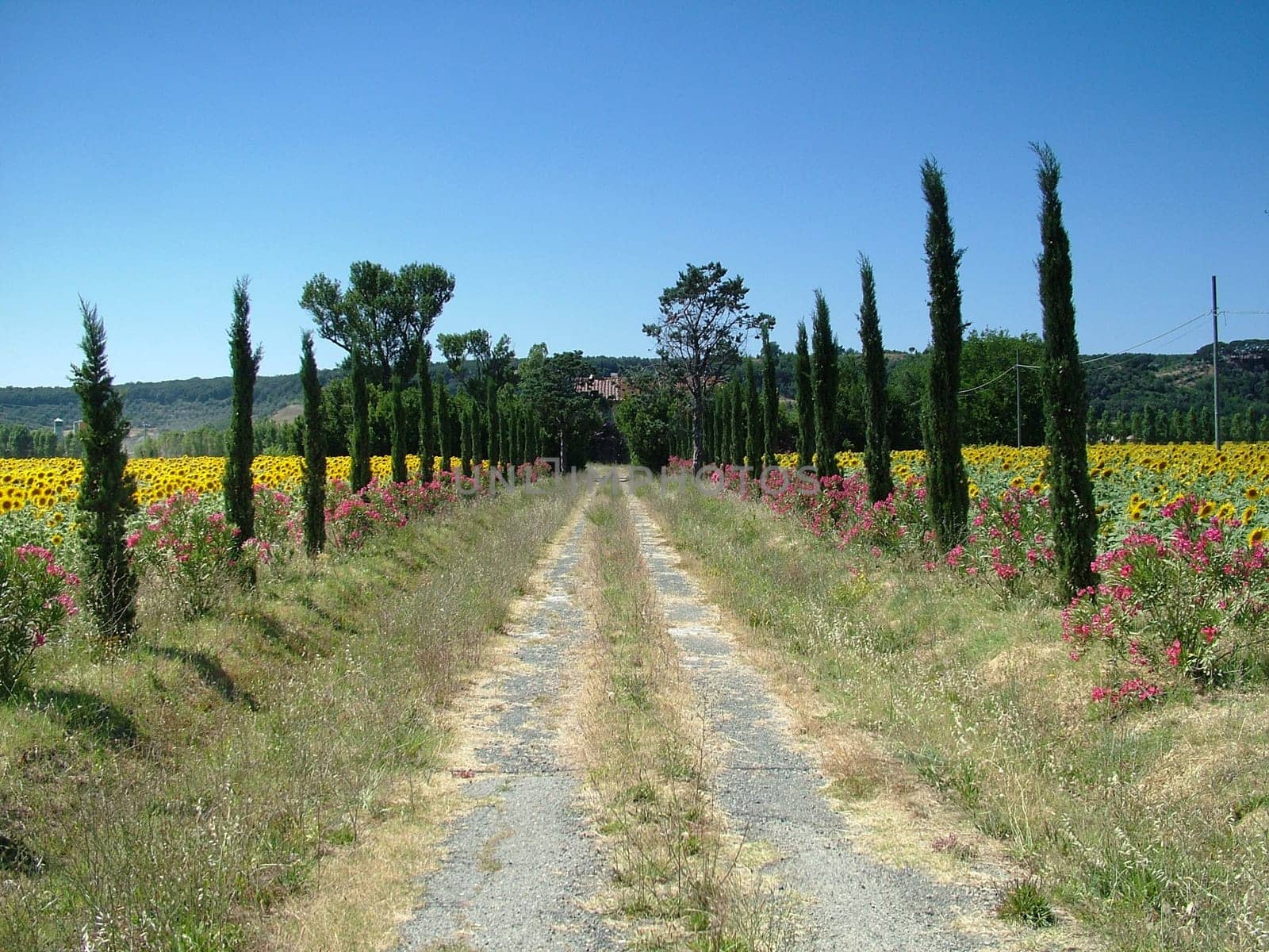 Tuscan Summer