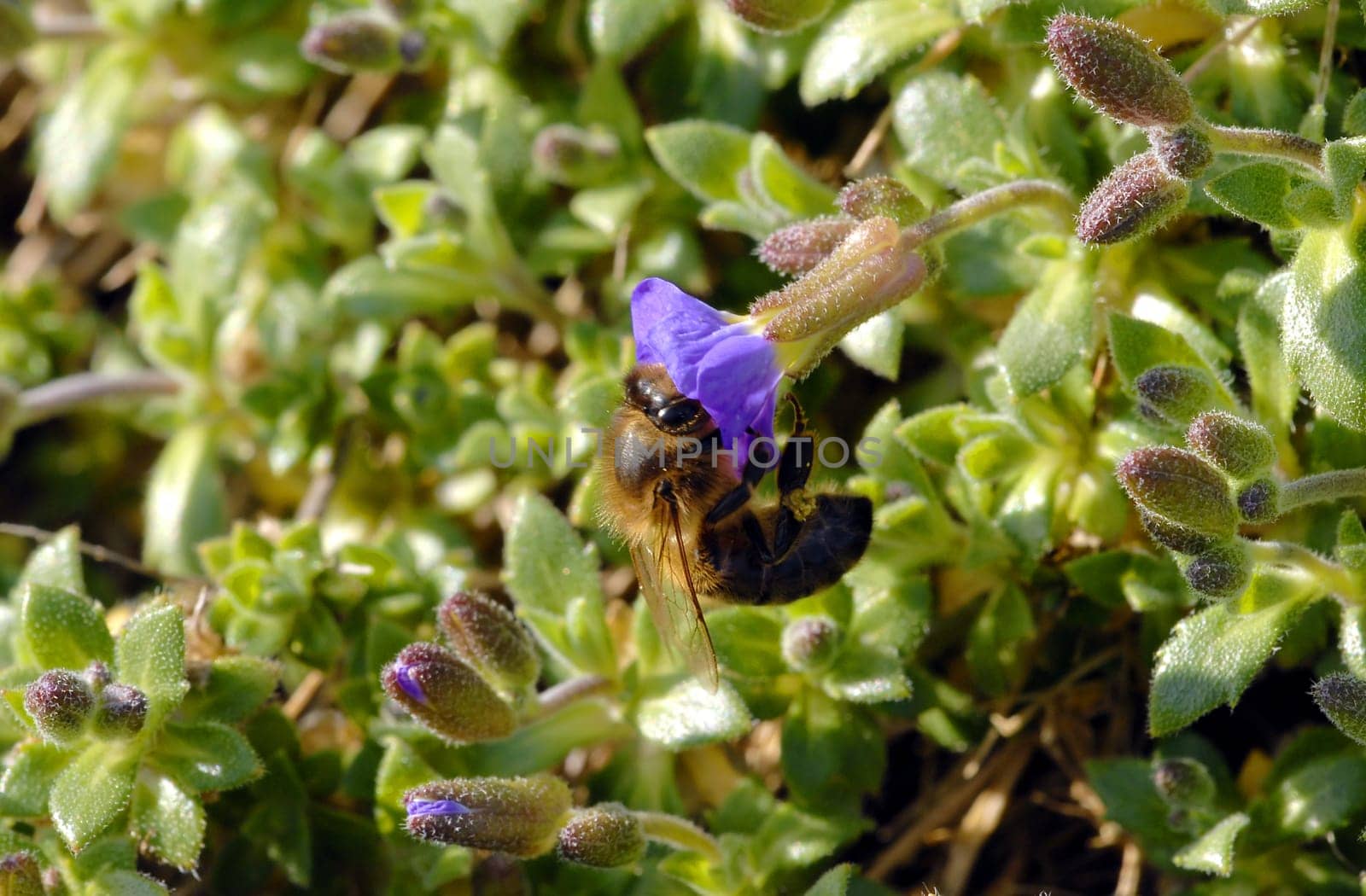 Lens: Sigma 1:2.8 APO MACRO DG HSM