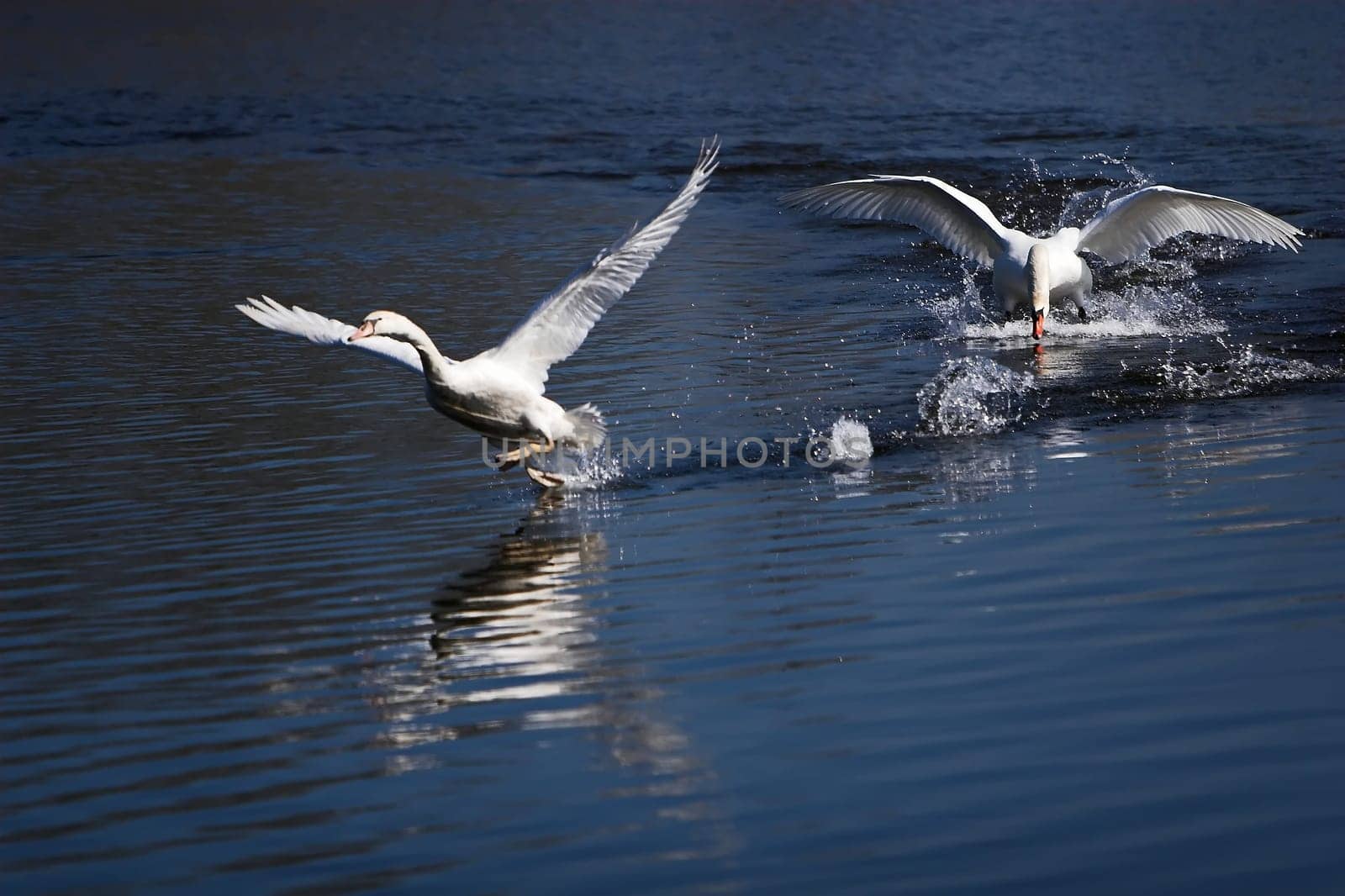 was the old swan when the youngster ventured into his territory....