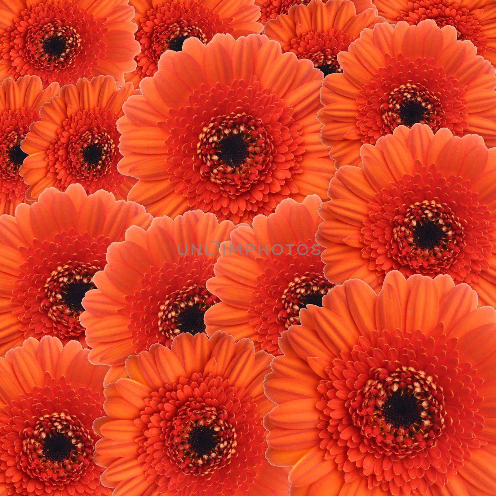 Sea of flowers