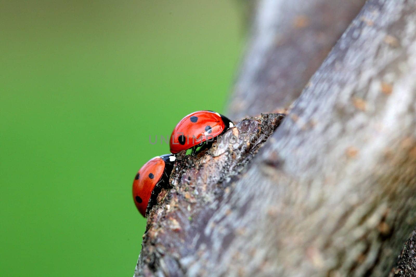 two ladybugs