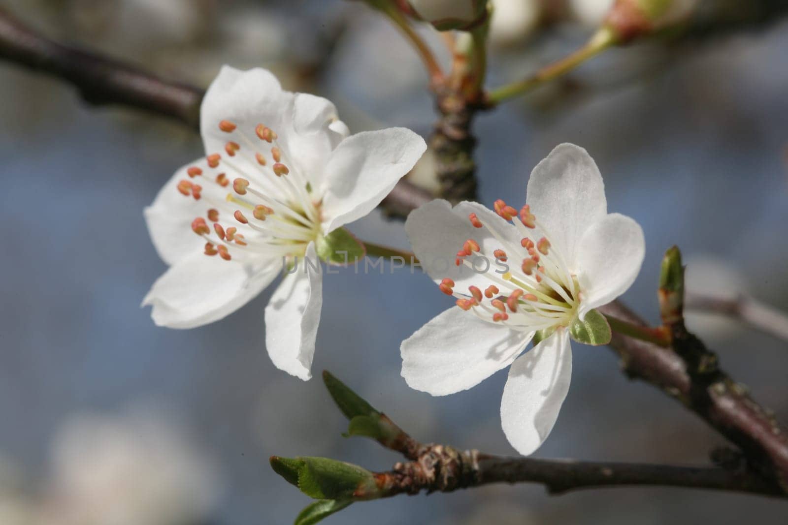 Mirabelle plum blossoms in spring