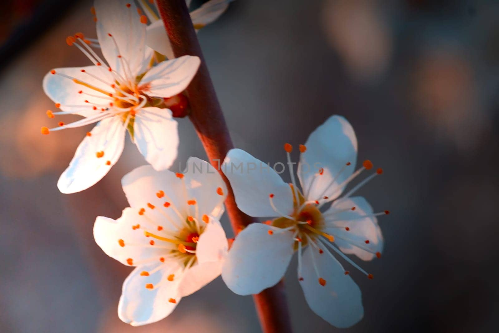 La charme du Printemps