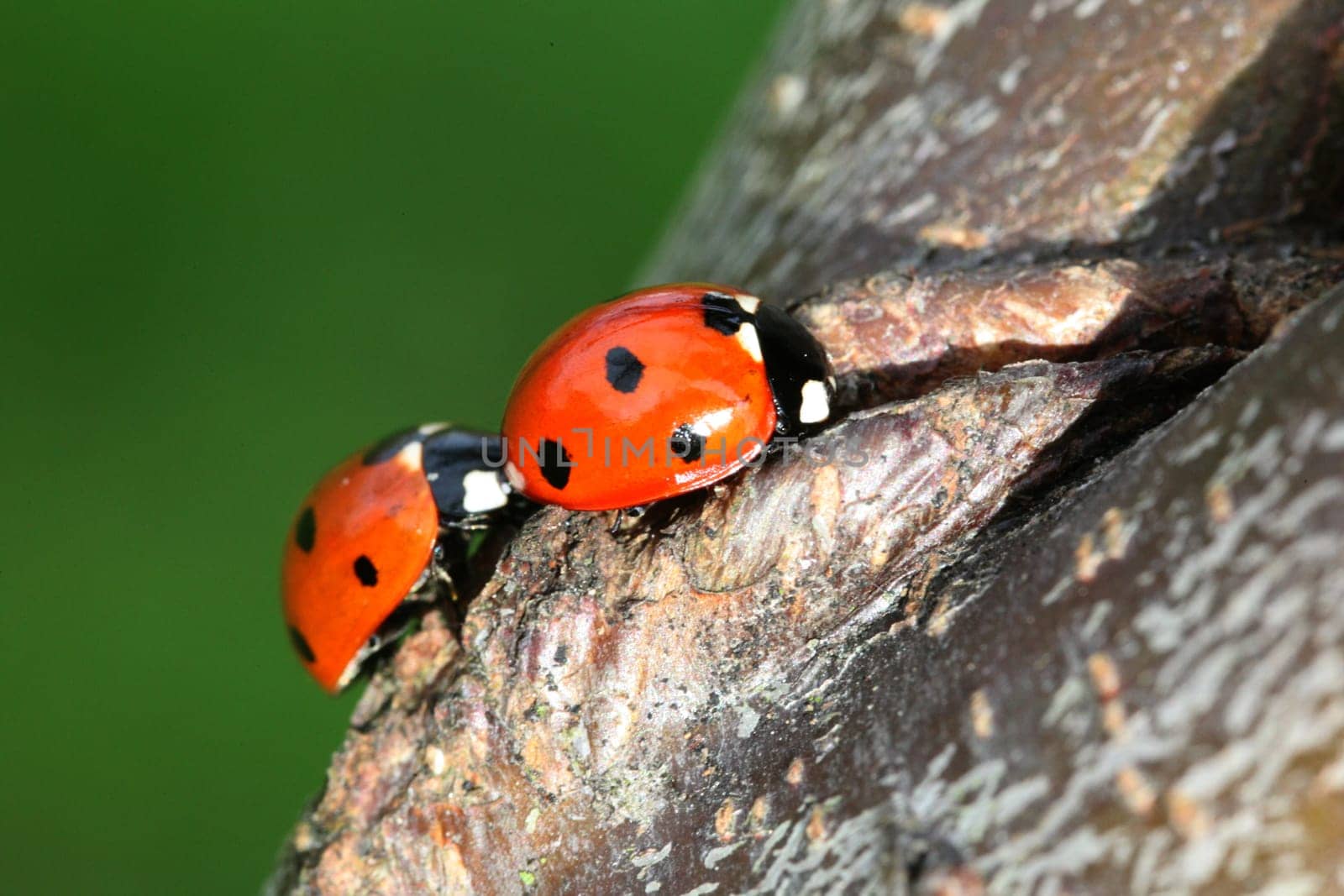 two ladybugs