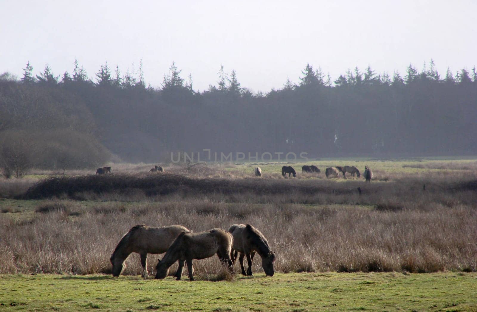 Wild Horses 2