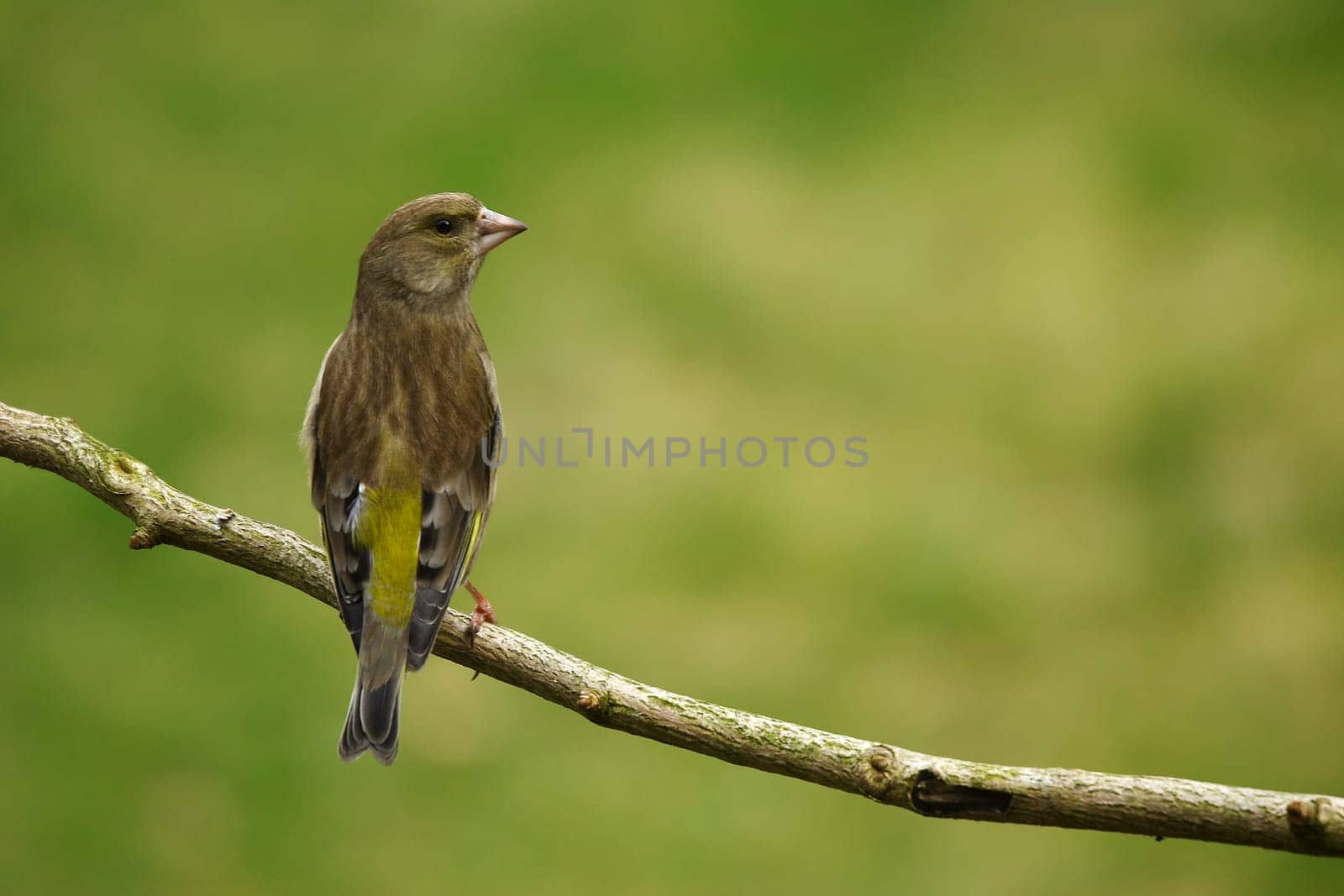 Greenfinch