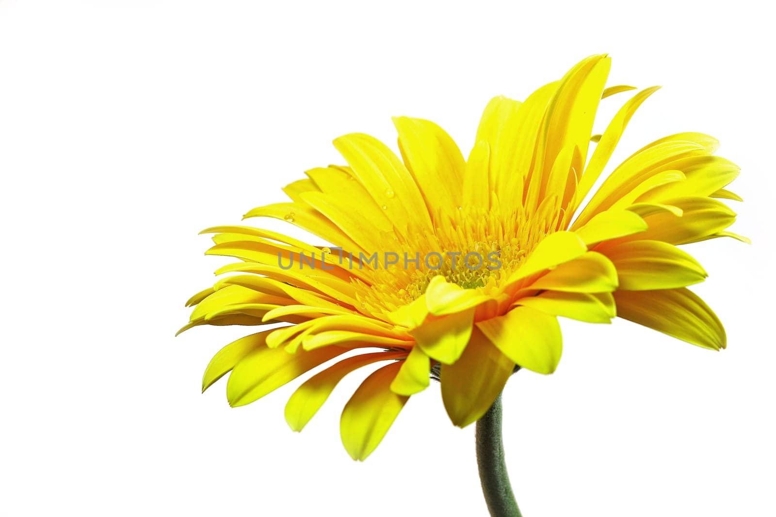 Gerbera