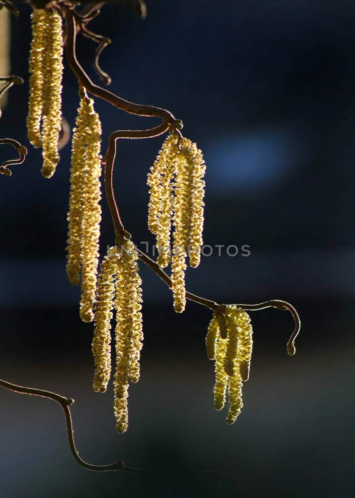 Corkscrew hazel