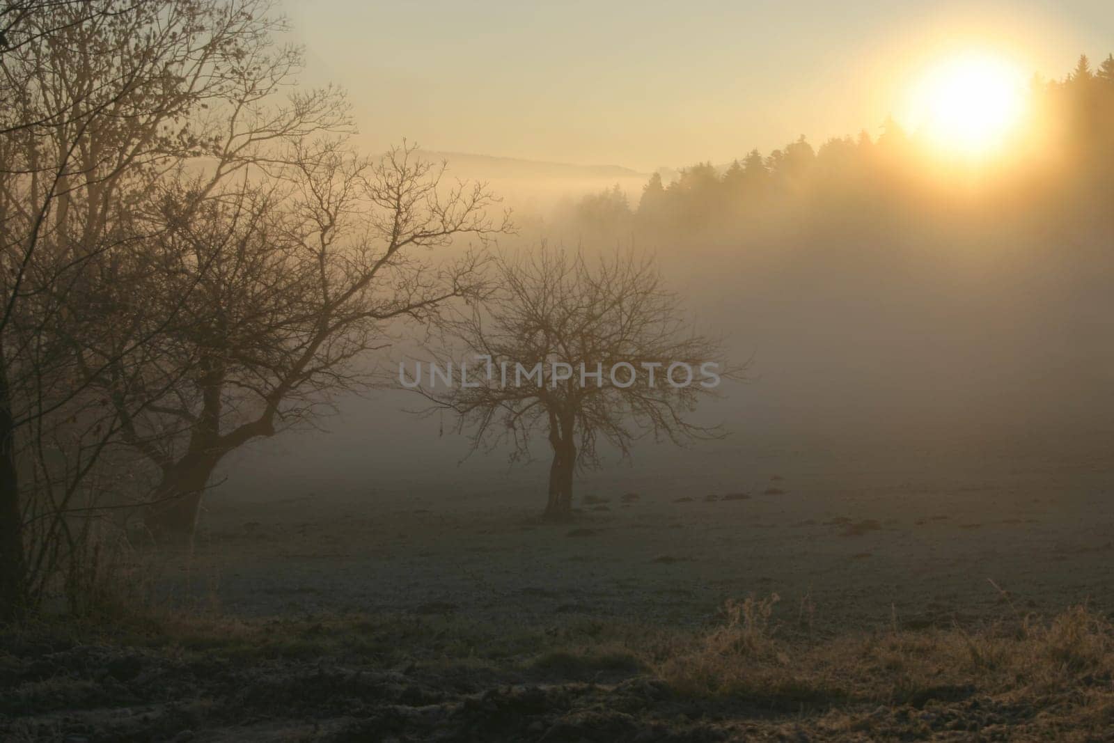 In the morning in the Bavarian Forest
