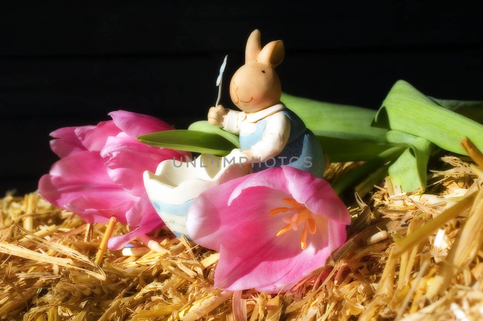 Easter bunny pictures