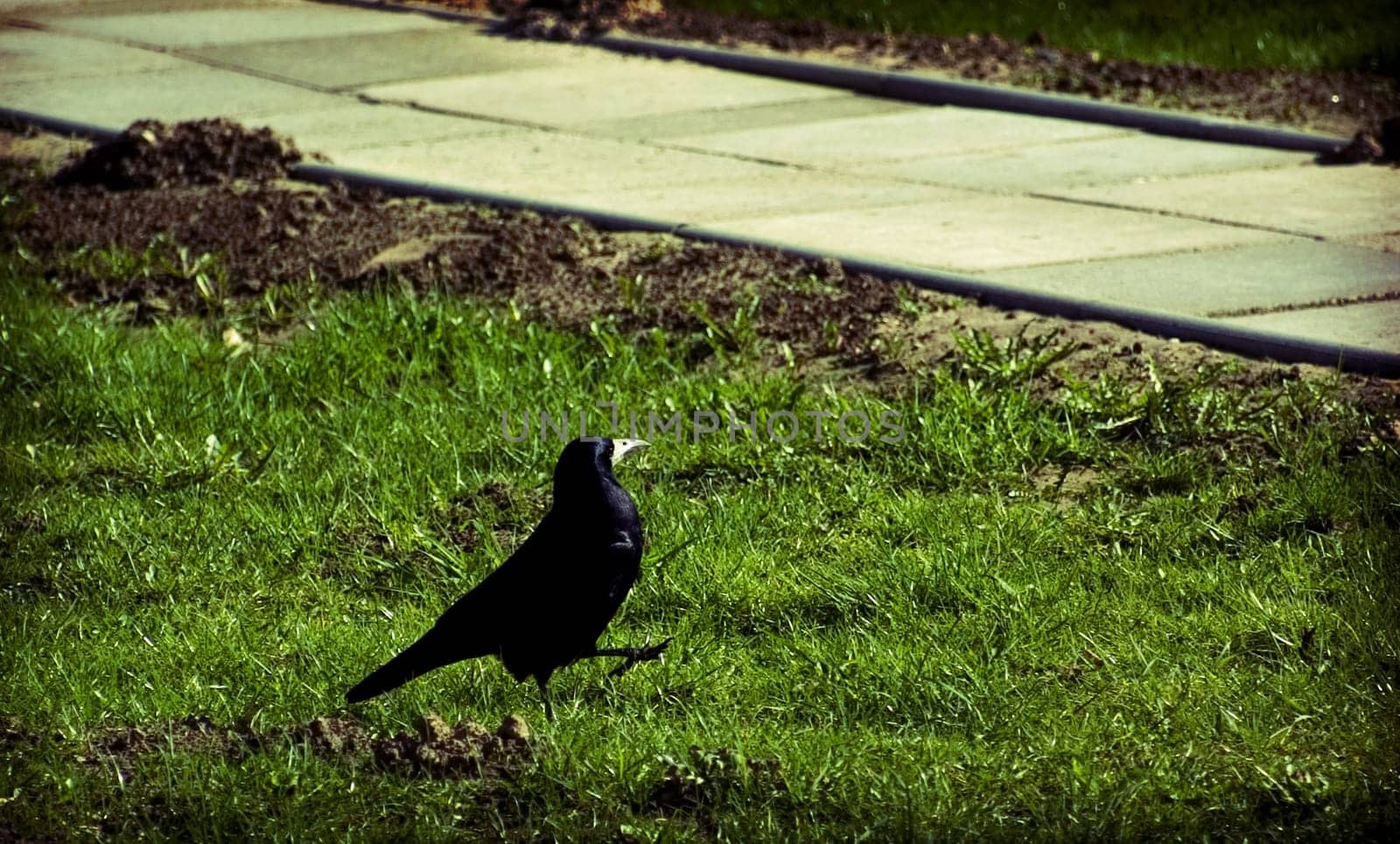 Crow