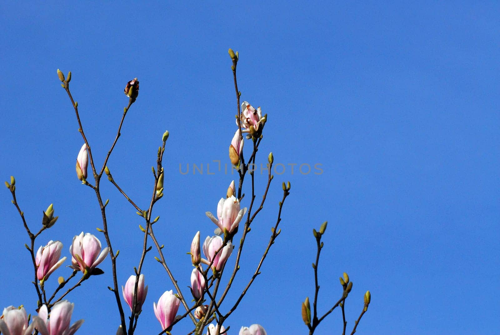 Magnolias