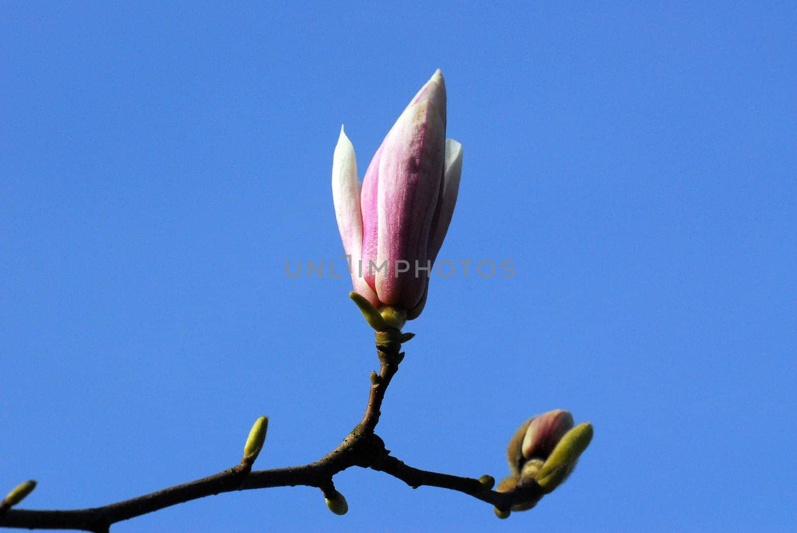 Magnolia
