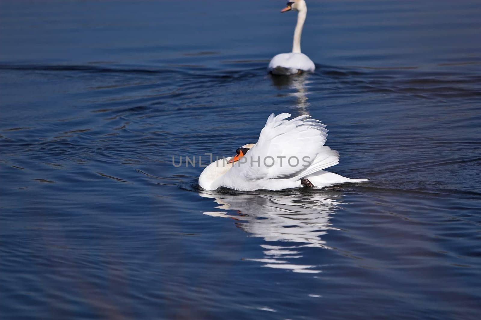 the old swan made his rounds after beating the youngster into the curse...