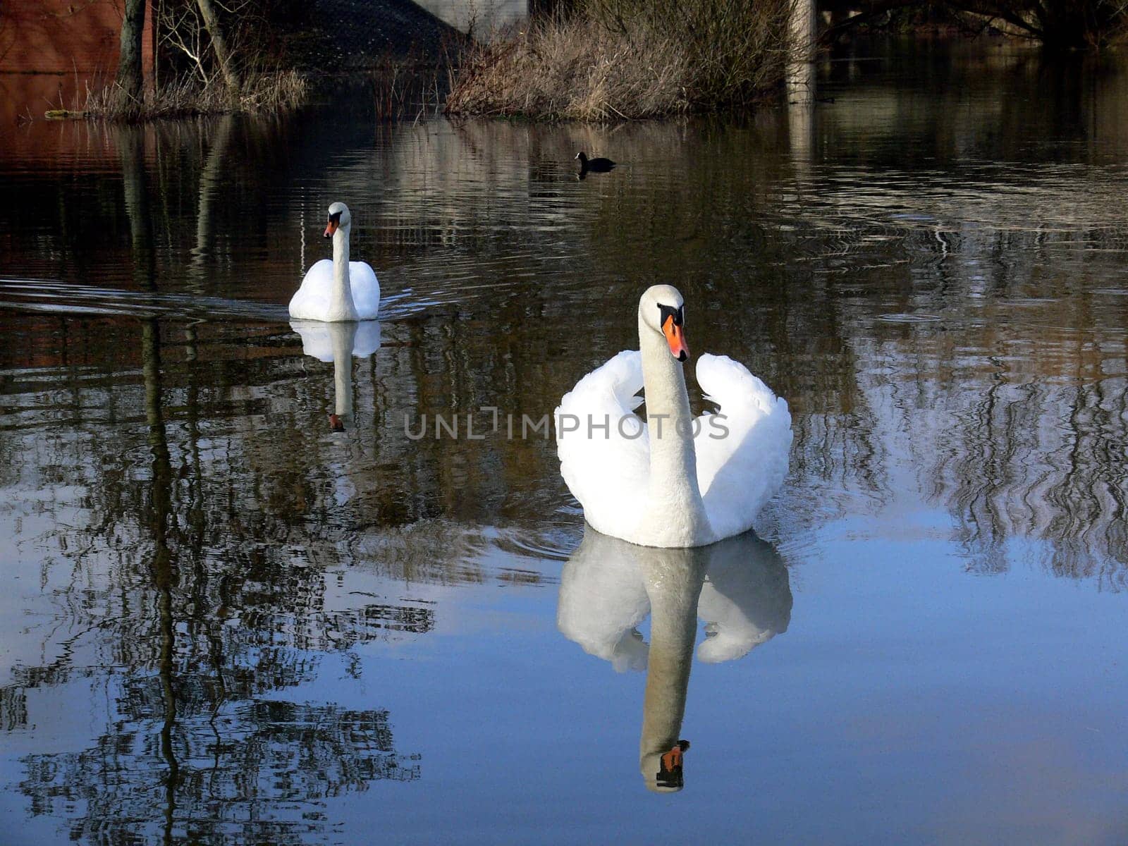 Pair of swans