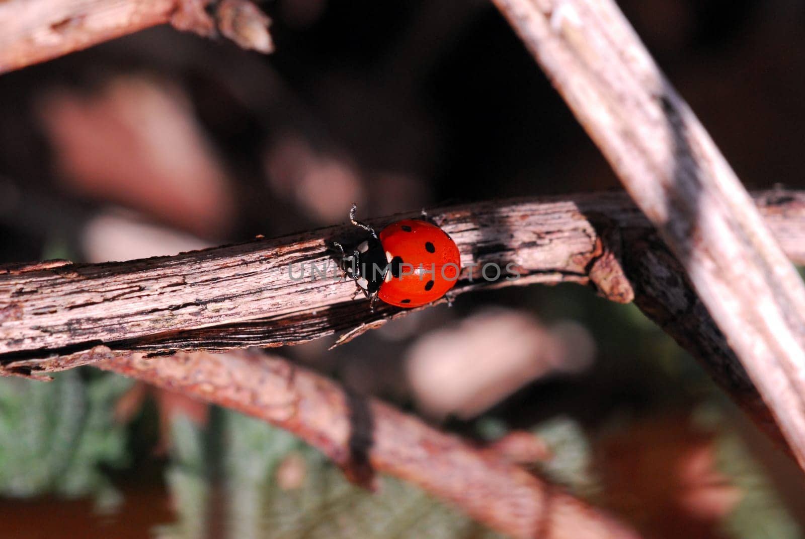 Ladybugs in March