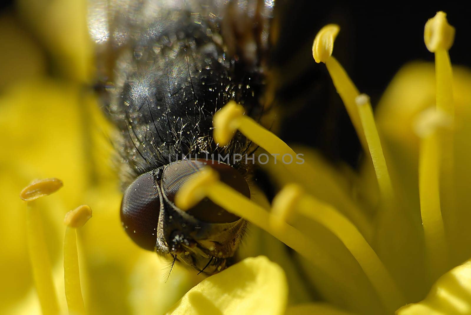 It's just a pity that one eye was covered by the pistil. But that's not how everything happens in living nature according to man's wishes  -)