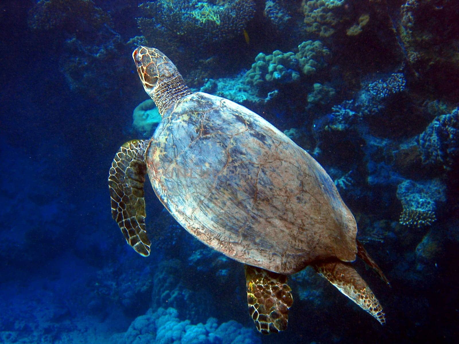 Hawksbill turtle