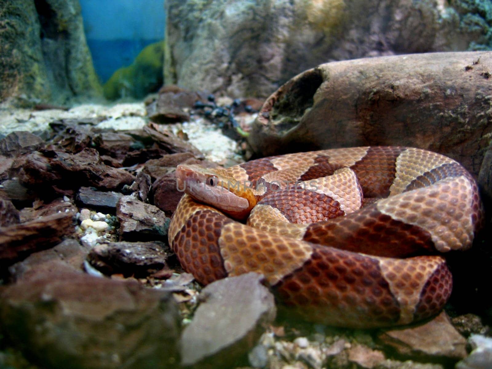 Snake