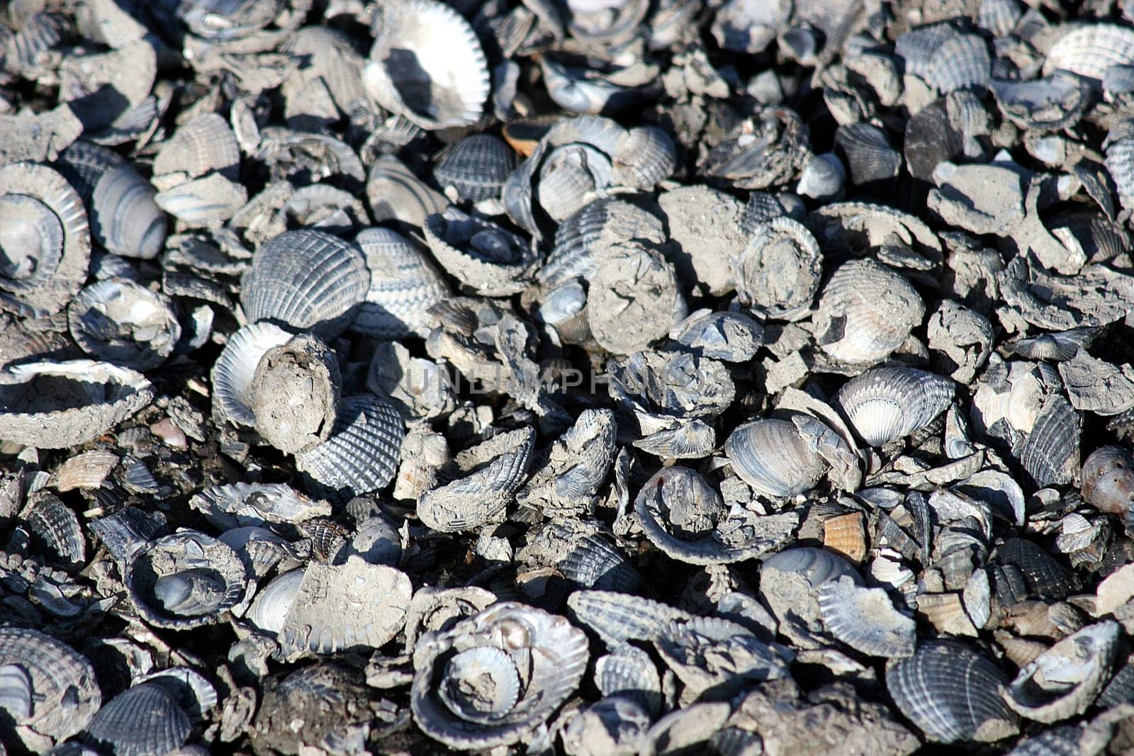 Mussels
