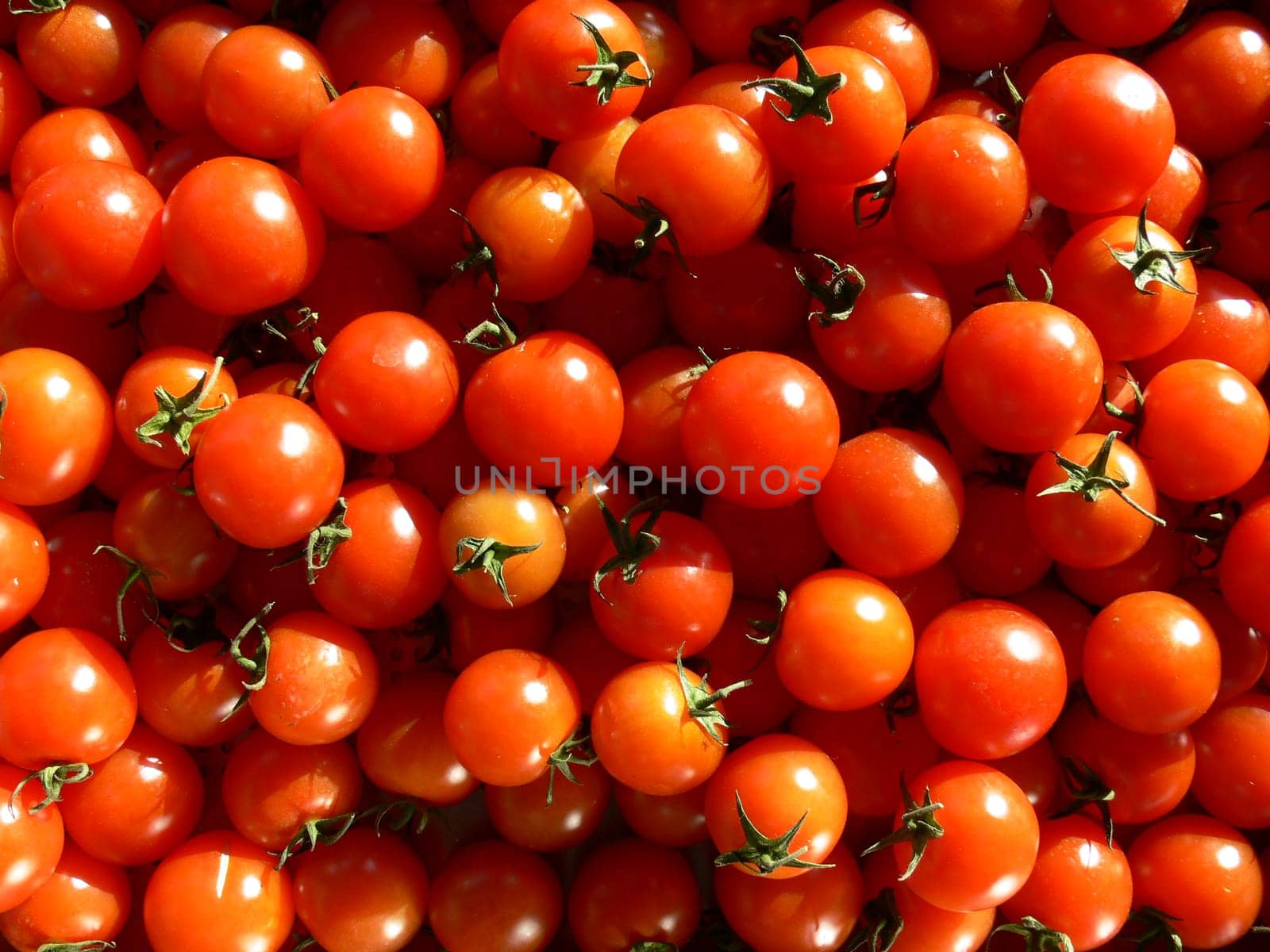 Tomatoes