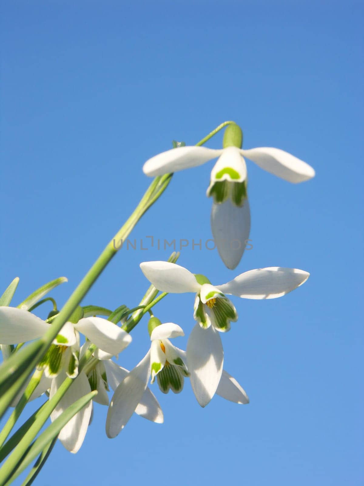 SNOWDROP