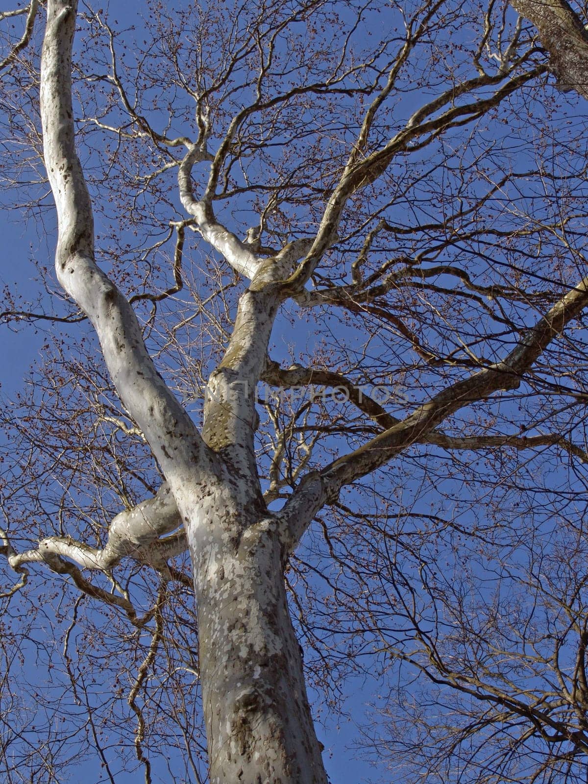 Common plane tree