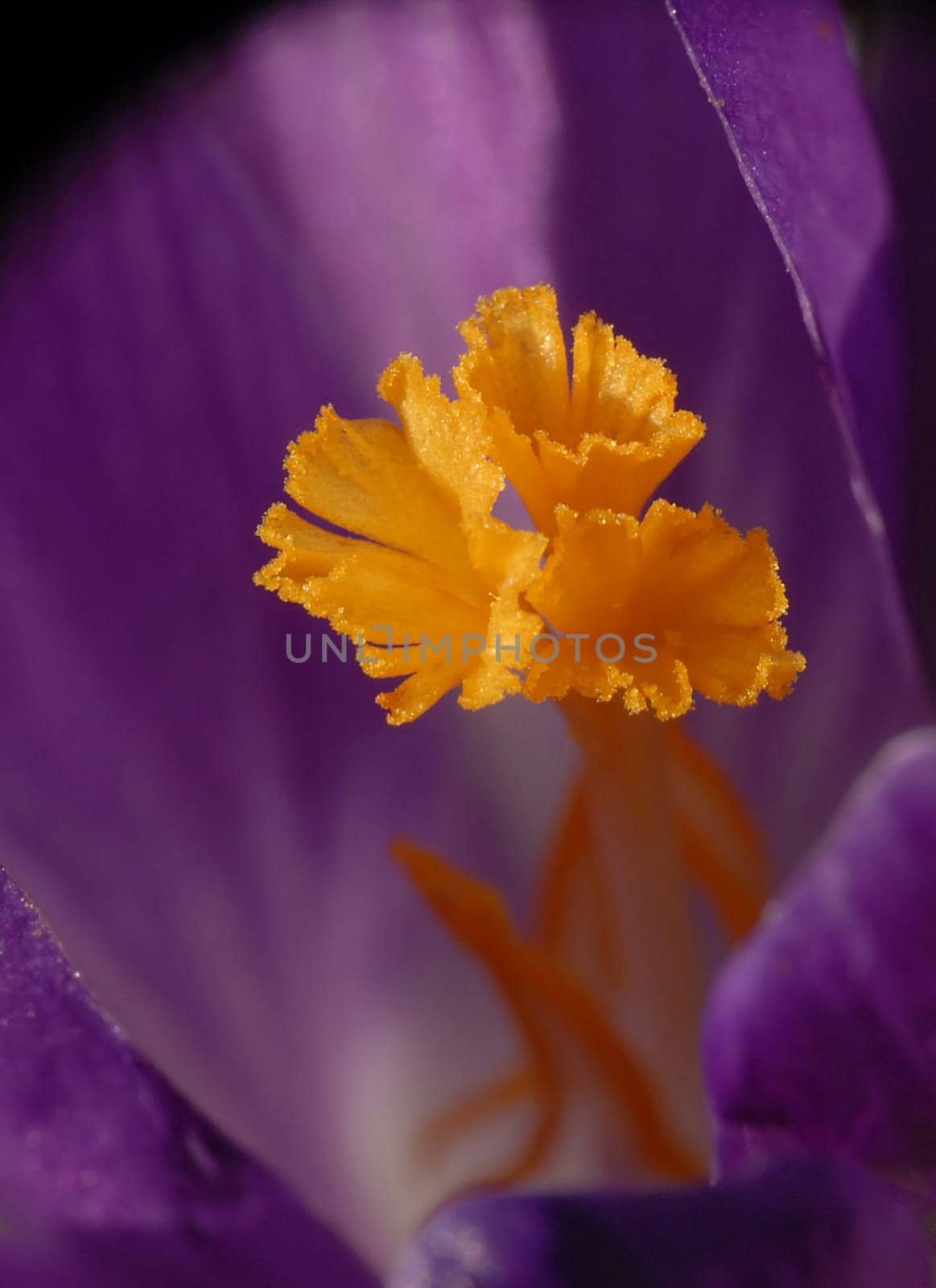 Crocus pistil